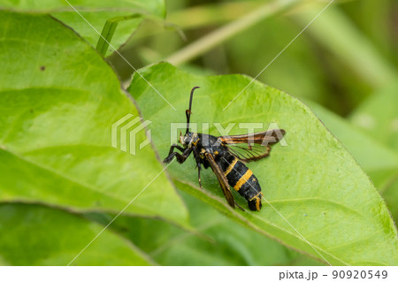 ヒメアトスカシバ(蛾) ヒメアトスカシバ(蛾) 90920549