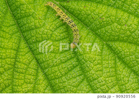 クロキシタアツバ幼虫（イモムシ） 90920556