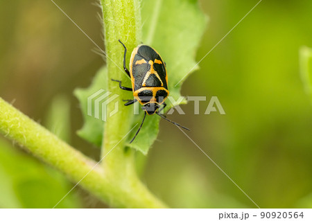 ナガメ成虫 ナガメ成虫 90920564