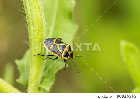 ナガメ成虫 ナガメ成虫 90920565