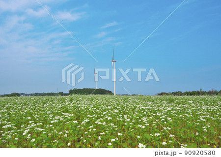 風の丘の夏ソバ畑 90920580