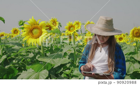 sunflower seed. farmer works hand tablet. Agriculture. flowering field farm. concept flowering yellow sunflower leaves. botany eco. organic seed flowering. rural farm life.botanical plantation plant 90920988