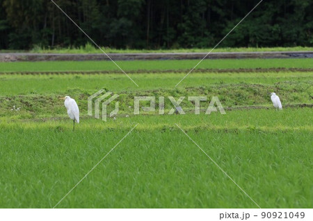 ゆずの里埼玉県毛呂山町の緑が綺麗な早苗水田に舞い降りた黄色いクチバシに白い羽の二羽の可愛いシラサギ 90921049