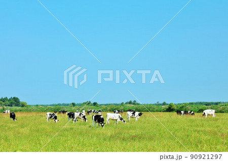 北海道　夏の青空と牧場の牛たち 90921297