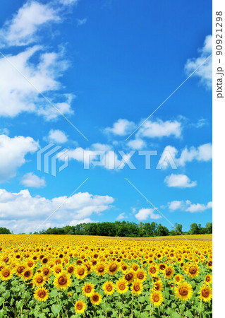 北海道　夏の青空とひまわりの風景 90921298