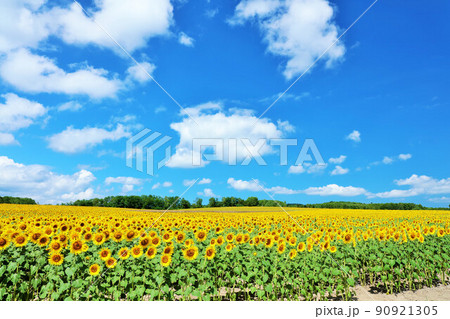 北海道 夏の青空とひまわりの風景 北海道 夏の青空とひまわりの風景 90921305