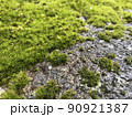 岩に生えた苔 90921387