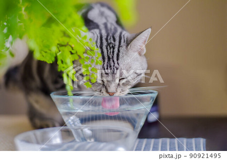水を飲む猫 水を飲む猫 90921495