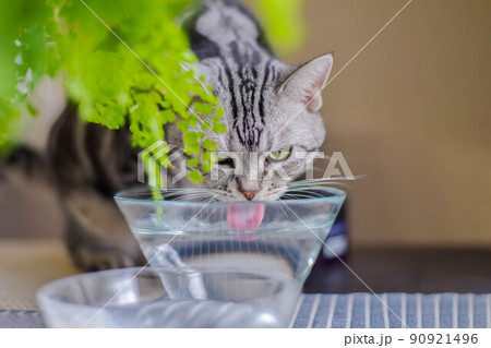 水を飲む猫 90921496