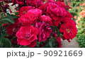 花 90921669
