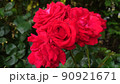 花 90921671