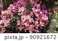 花 90921672