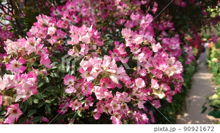 花 90921672