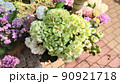 あじさい 90921718