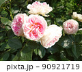 花 90921719