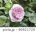 花 90921720