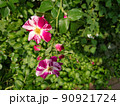花 90921724
