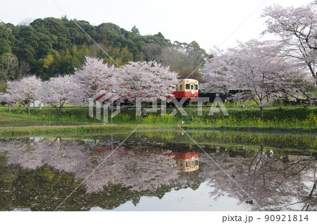 小湊鉄道 飯給駅の桜水鏡 キハ200 小湊鉄道 飯給駅の桜水鏡 キハ200 90921814