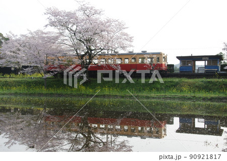 小湊鉄道 飯給駅の桜水鏡 キハ200 小湊鉄道 飯給駅の桜水鏡 キハ200 90921817
