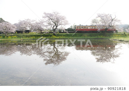 小湊鉄道 飯給駅の桜水鏡 キハ200 小湊鉄道 飯給駅の桜水鏡 キハ200 90921818