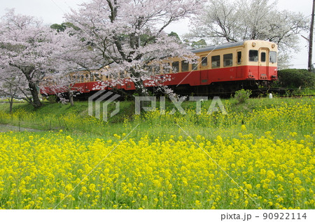 小湊鉄道 飯給駅の桜と菜の花 キハ200 小湊鉄道 飯給駅の桜と菜の花 キハ200 90922114