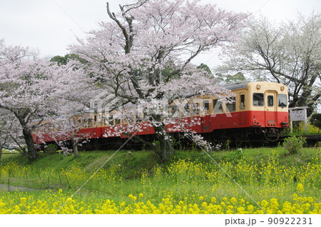 小湊鉄道 飯給駅の桜と菜の花 キハ200 小湊鉄道 飯給駅の桜と菜の花 キハ200 90922231