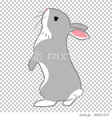 Gray rabbit standing on two legs Gray rabbit standing on two legs 90922537