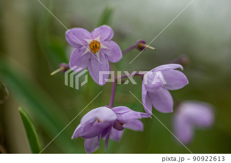 花咲く野辺に明るい未来　今日と言う日をすこやかに 90922613