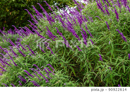 花咲く野辺に明るい未来　今日と言う日をすこやかに 90922614