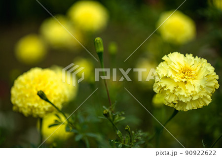 花咲く野辺に明るい未来 今日と言う日をすこやかに 花咲く野辺に明るい未来 今日と言う日をすこやかに 90922622