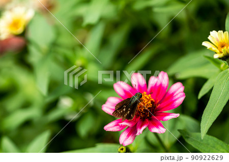 花咲く野辺に明るい未来　今日と言う日をすこやかに 90922629