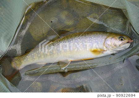 渓流で釣ったイワナ (フライフィッシング) 90922694