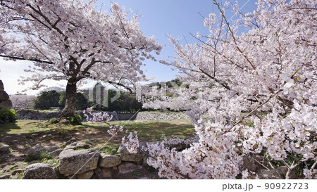 春の萩指月公園と桜並木 春の萩指月公園と桜並木 90922723