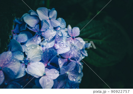 青く咲くアジサイと雨の雫 マット感 青く咲くアジサイと雨の雫 マット感 90922757