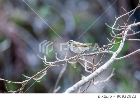 樹木の枝にとまる夏鳥センダイムシクイ 90922922