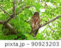 今年も来訪コノハズク　眼光がするどい 90923203