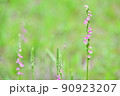 ぐるっとネジネジ可愛いネジバナ 90923207