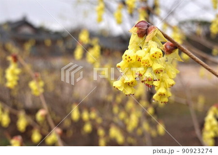たけのこ 食べ物 フード 90923274