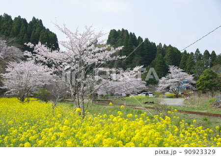 小湊鉄道 月崎駅の桜と菜の花 90923329