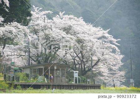 小湊鉄道 上総大久保駅の桜 90923372