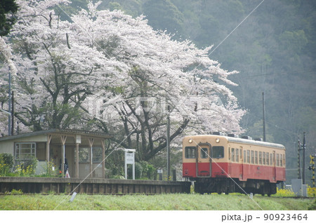 小湊鉄道 上総大久保駅の桜 キハ200 90923464