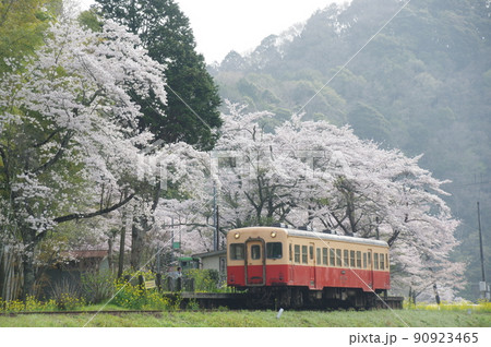 小湊鉄道 上総大久保駅の桜 キハ200 90923465