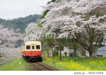 小湊鉄道 上総大久保駅の桜と菜の花 キハ200 90923468