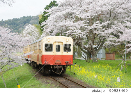 小湊鉄道 上総大久保駅の桜と菜の花 キハ200 90923469