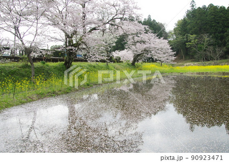 小湊鉄道 飯給駅の花筏 小湊鉄道 飯給駅の花筏 90923471
