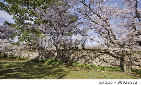 春の萩城址と日本海 90923522