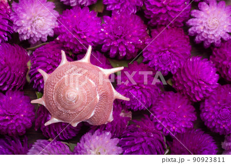 赤紫の花の上のリンボウガイの貝殻のアップ 90923811