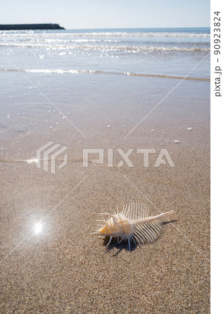 波の押し寄せる砂浜の上のホネガイの貝殻 90923824