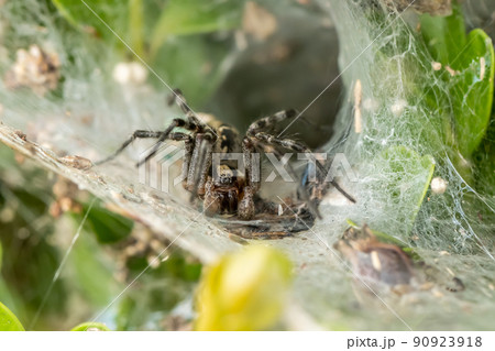 クサグモ クサグモ 90923918