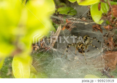 クサグモ クサグモ 90923919